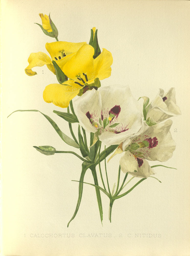 Flora and Sylva. A monthly review for lovers of garden, woodland, tree or flower; new and rare plants, trees, shrubs, and fruits; the garden beautifu