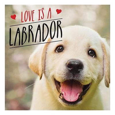 Love is a Labrador - Charlie Ellis
