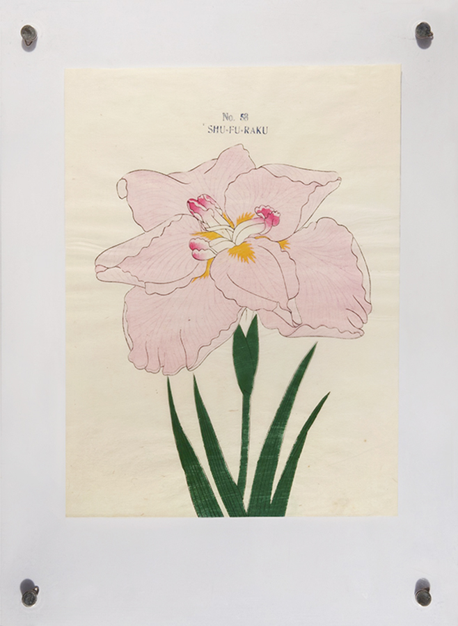 Iris Kaempferi: Irises. [JAPANESE IRIS CATALOGUE]. [ ]