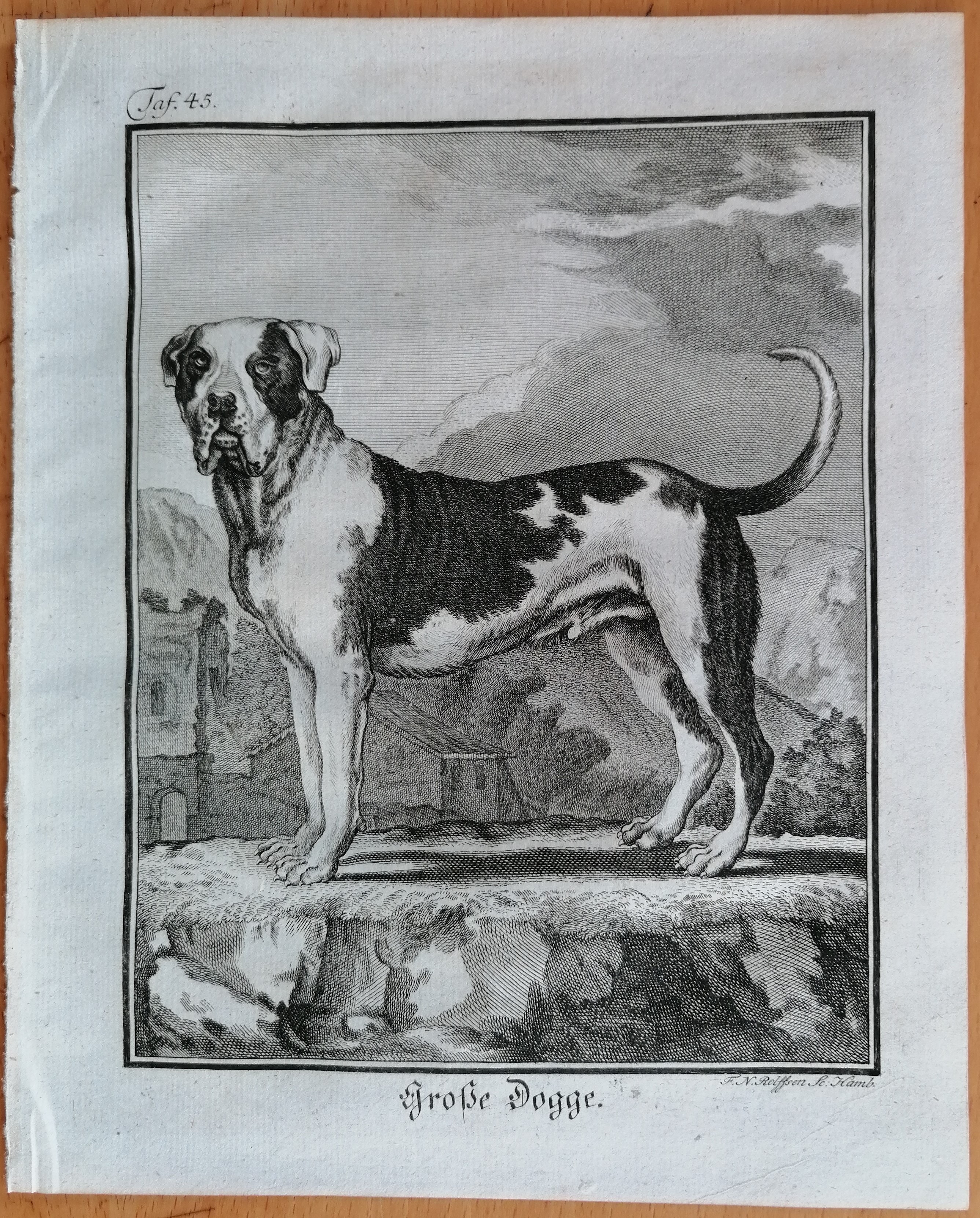 Buffon Dog Hund Quadrupedes Large Print - (1756) Art&nbsp;/&nbsp;Print&nbsp;/&nbsp;Poster