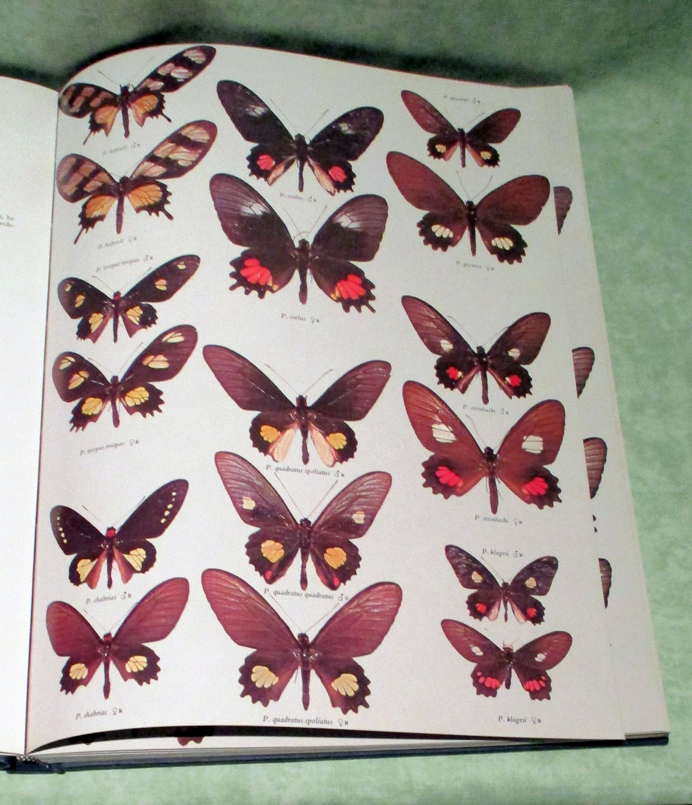 Butterflies of the neotropical region. 1 Papilionidae & Pieridae. 2