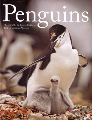 Penguins. - Ostling, Brutus and Susanne Akesson.