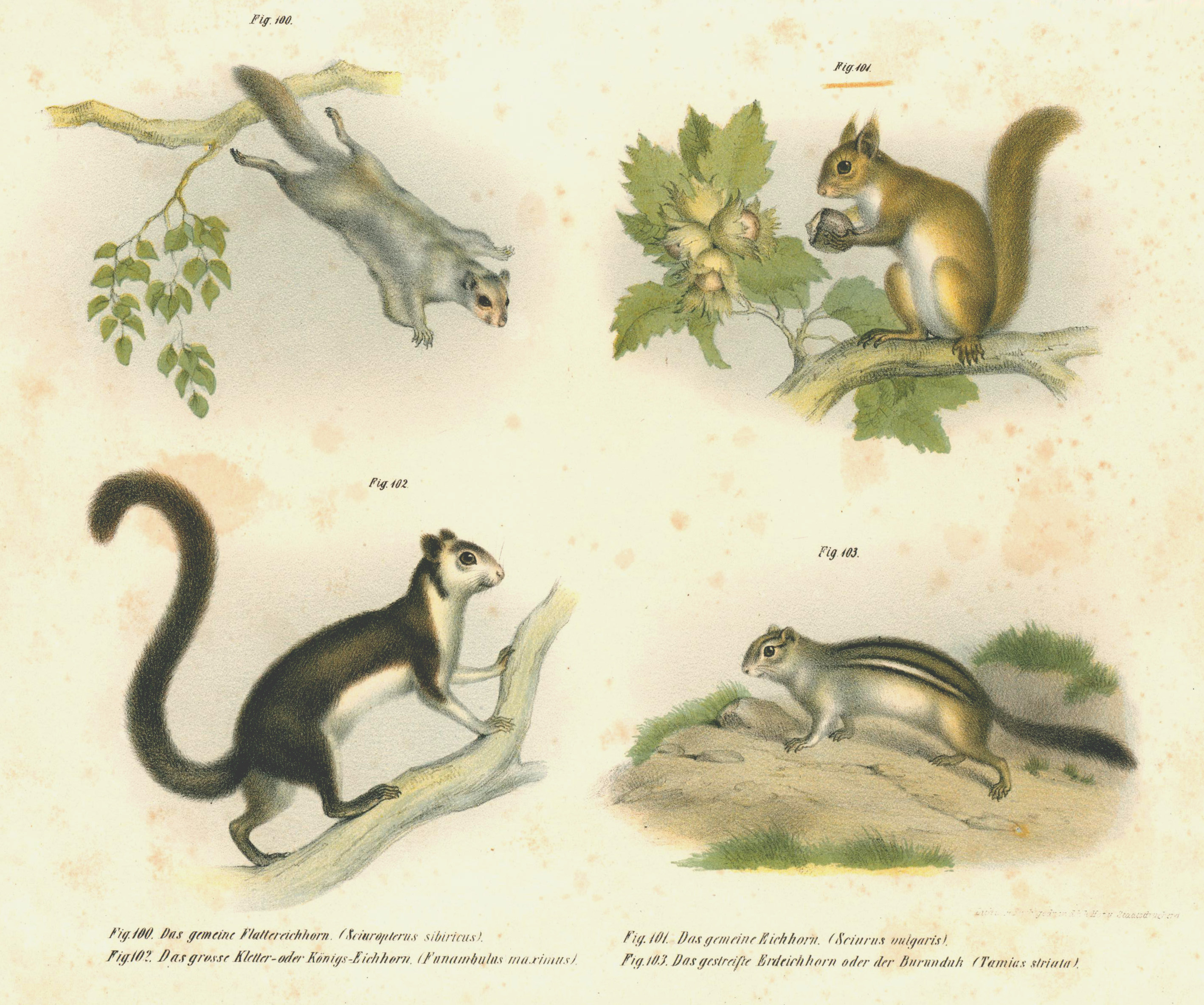 Eichhörnchen Geschenk Baby Body Junge Mädchen - Tiere - Eichhörnchen  Eichhorn Squirrel Kuscheltier Raupe, image size:2836x2368