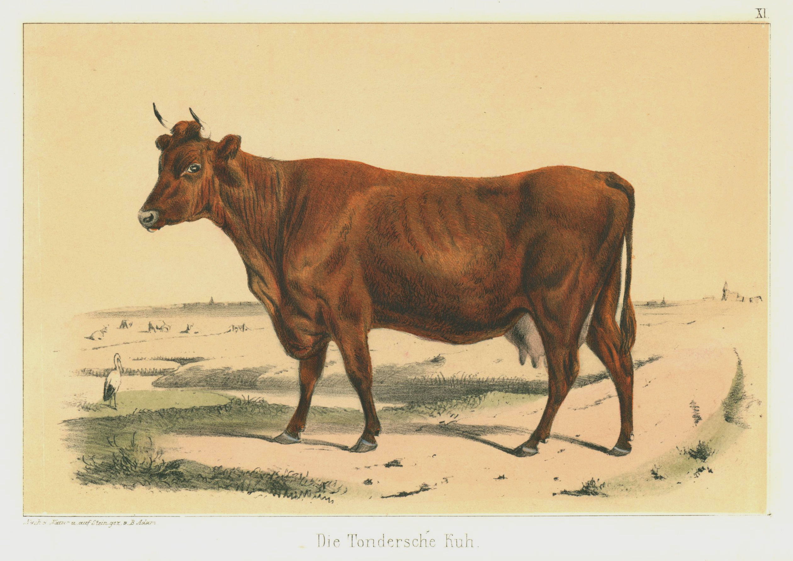 Die Tondersche Kuh . by Tiere: Rinder:: Art / Print /  Poster | Antiquariat Clemens Paulusch GmbH