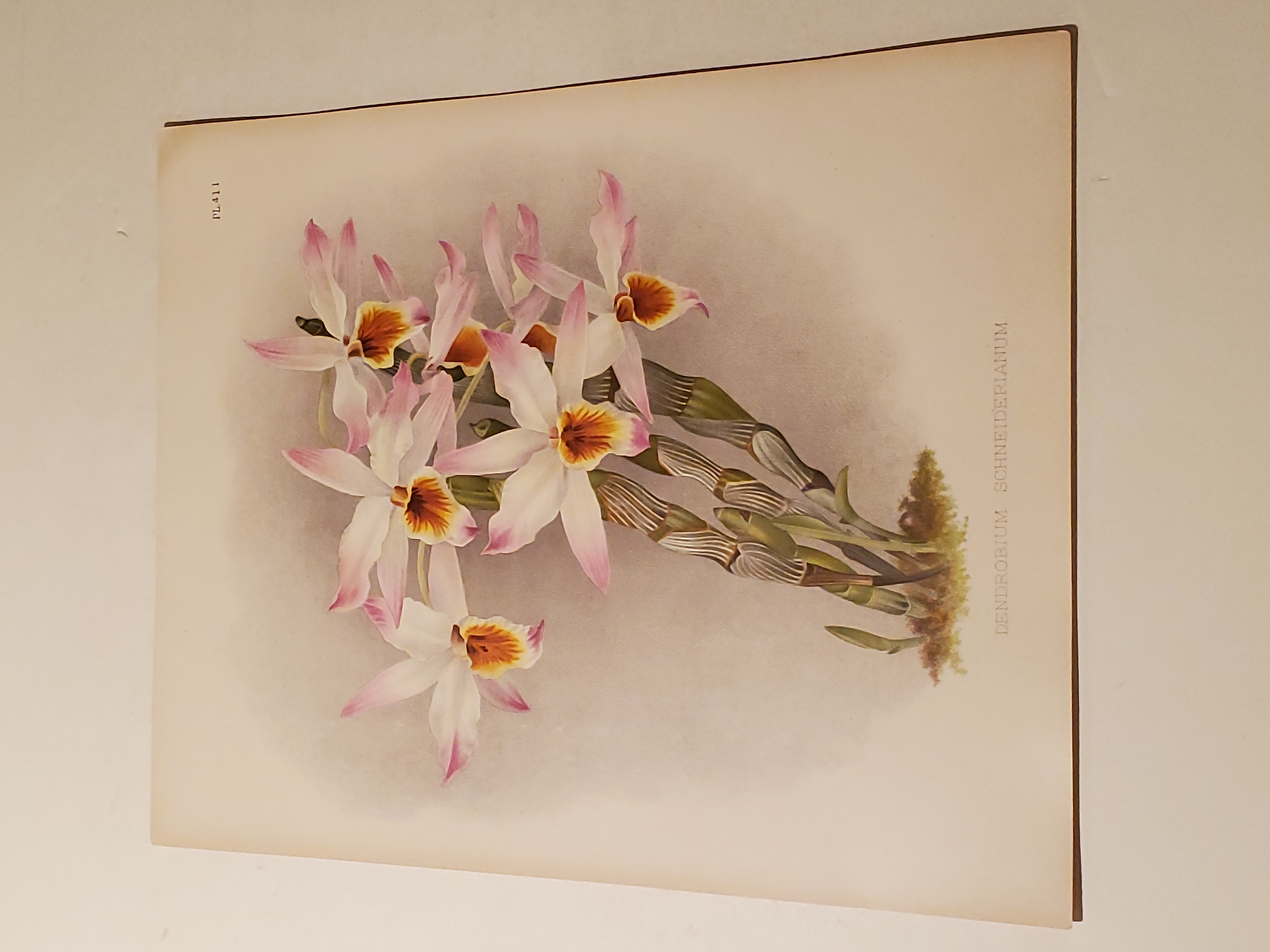 The Orchid Album Color Lithograph of "Dendrobium Schneiderianum" - Orchids - Plate #411 J.Nugent Fitch [Very Good]