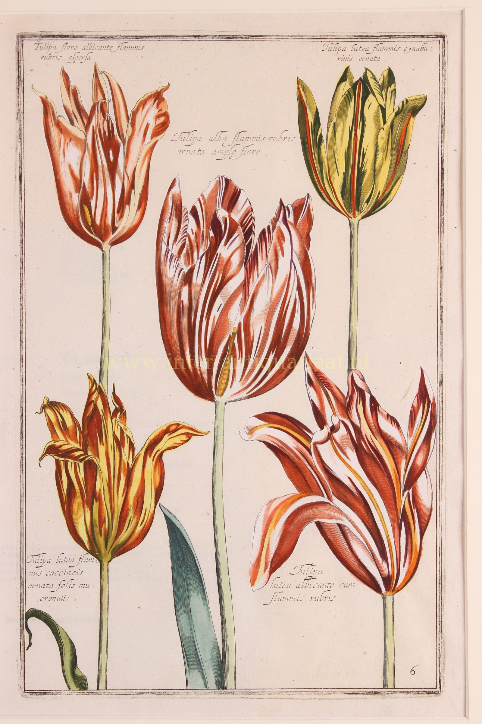 ONE OF THE MOST BEAUTIFUL TULIP ENGRAVINGS EVER PUBLISHED Five tulips (plate 6), copper engraving made by Em(m)anuel Sweert(s) and published by Danie
