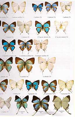 Butterflies of the Afrotropical Region Part III: Lycaenidae