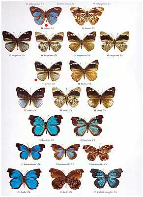 Butterflies of the Afrotropical Region Part III: Lycaenidae