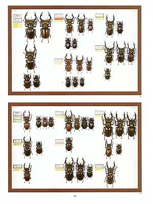 アート・デザイン・音楽 IL CERVo VOLANTE (Coleoptera lucanidae) Il Cervo Volante (Coleoptera Lucanidae) by Taroni, G.: (1998