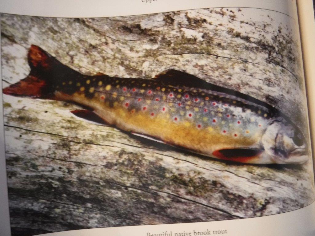 Trout Fishing in the Catskills by Van Put, Ed: Very Good Hardcover (2007)  1st Edition