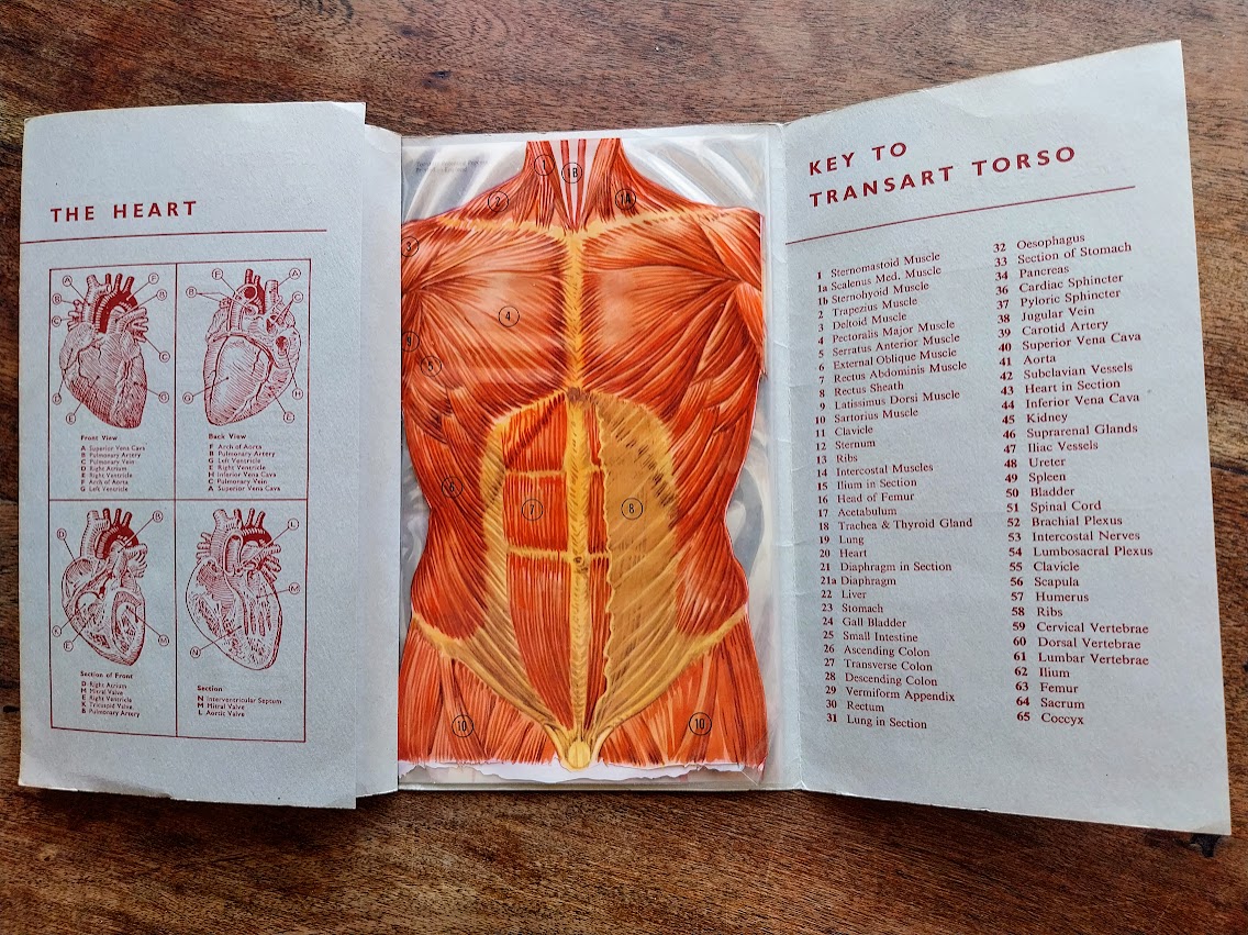 Transart Anatomical Atlas: The Torso In Anatomical Transparencies by L ...