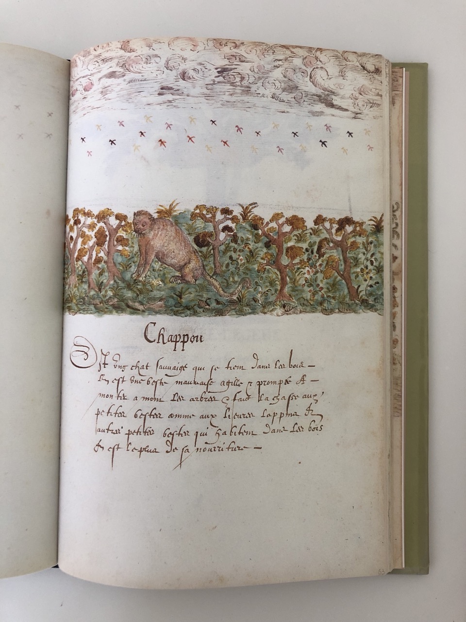 Histoire Naturelle des Indes. The Drake Manuscript in The Piermont Library. par Kraemer