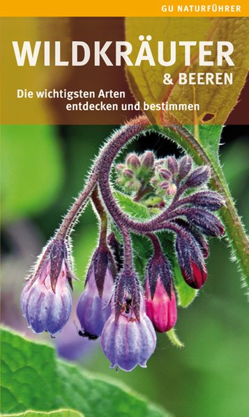 Wildkräuter und Beeren - Die wichtigsten Arten entdecken und bestimmen - Hofmann, Helga