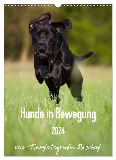 Hunde in Bewegung 2024 von Tierfotografie Bischof (Wandkalender 2024 DIN A3 hoch), CALVENDO Monatskalender : Hunde in Bewegung festgehalten in eindrucksvollen Aufnahmen von Tierfotografie Bischof. - Tierfotografie Bischof