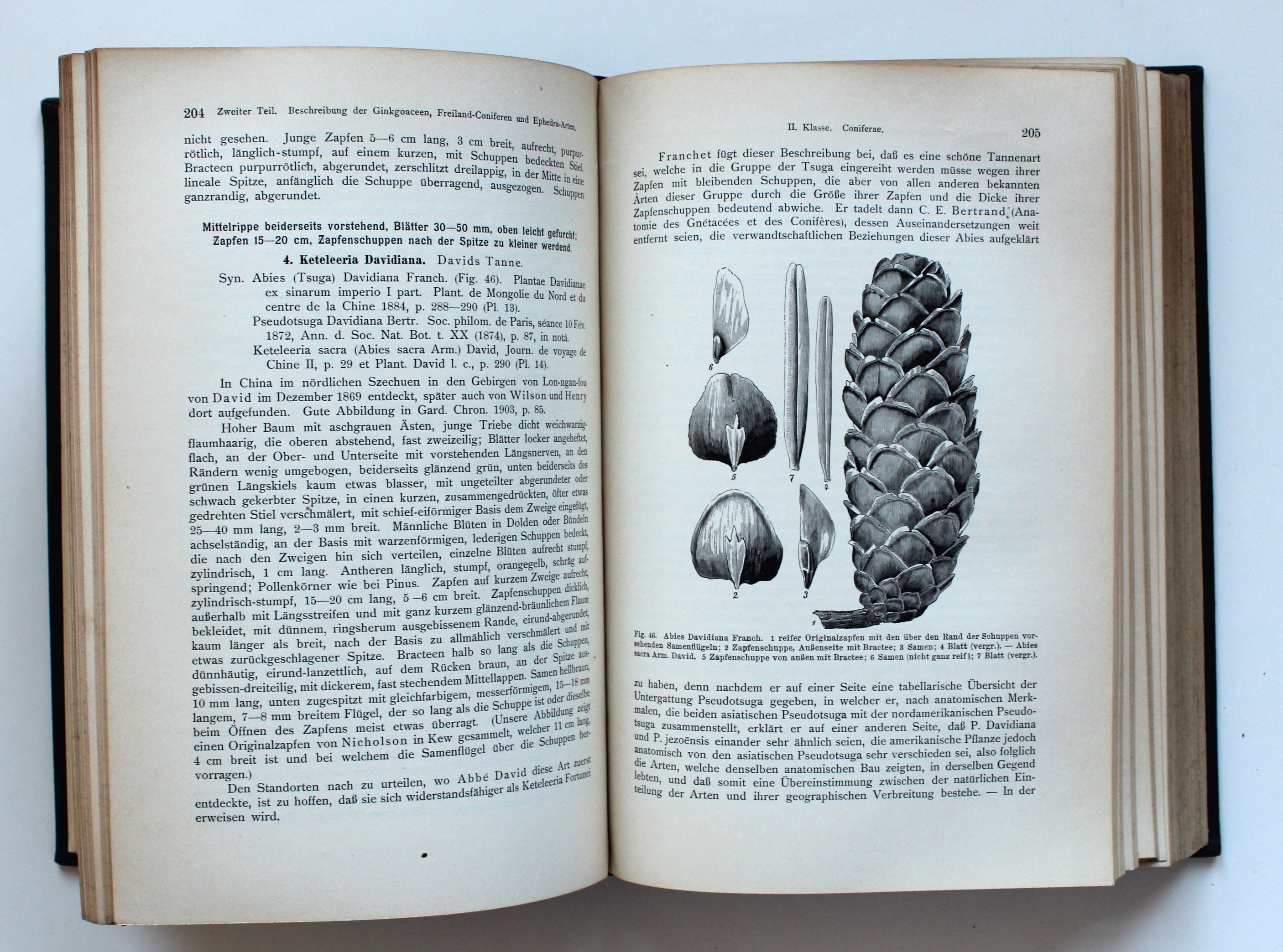 Handbuch der Nadelholzkunde. Systematik, Beschreibung, Verwendung und