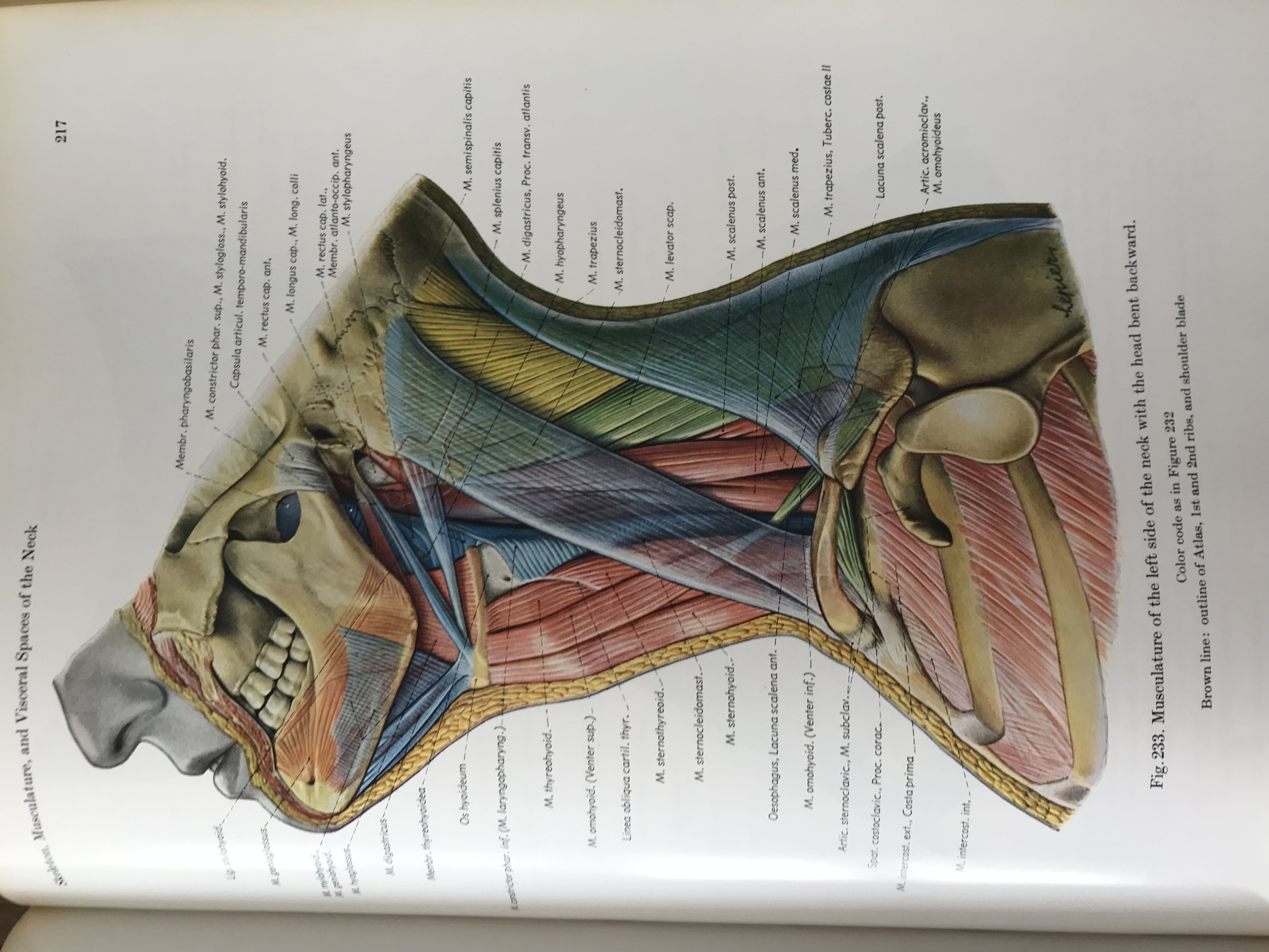 ATLAS OF TOPOGRAPHICAL AND APPLIED HUMAN ANATOMY VOLS I & II by EDUARD PERNKOPF: Fine Hardcover (1963) 1st Edition | Sandys Books ATLAS OF TOPOGRAPHICAL AND APPLIED HUMAN ANATOMY VOLS I & II by EDUARD PERNKOPF: Fine Hardcover (1963) 1st Edition | Sandys Books