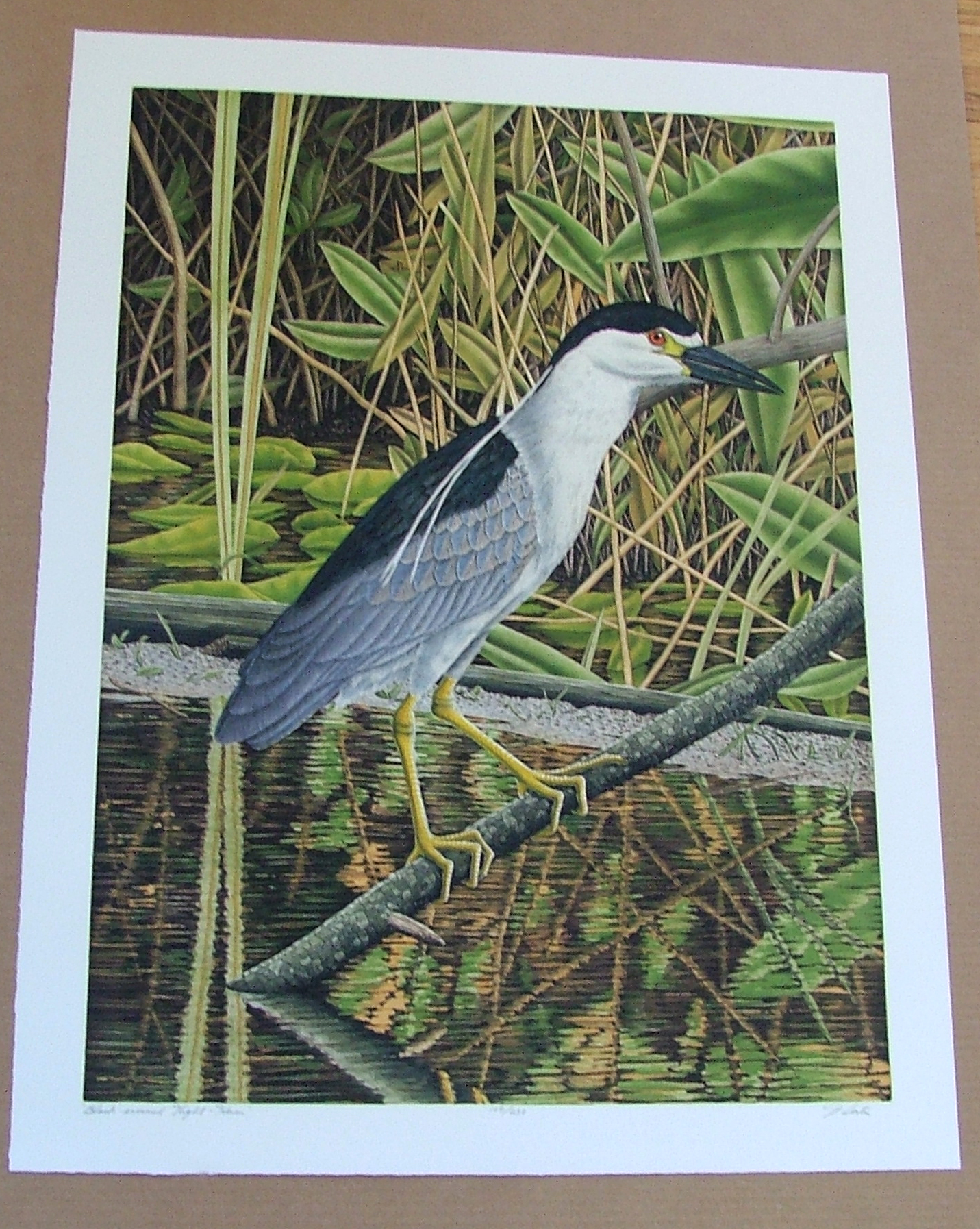 [Signé] Black Crowned Night Heron, an original copper plate engraving from the collection of twenty Birds of Florida. 1/250 signed by John Costin Cos