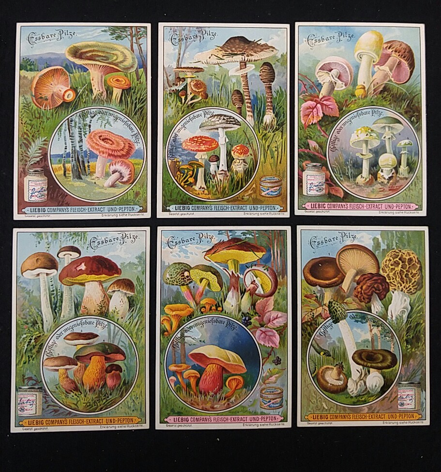 6 Bilder, komplette Serie Essbare Pilze. 1900. von