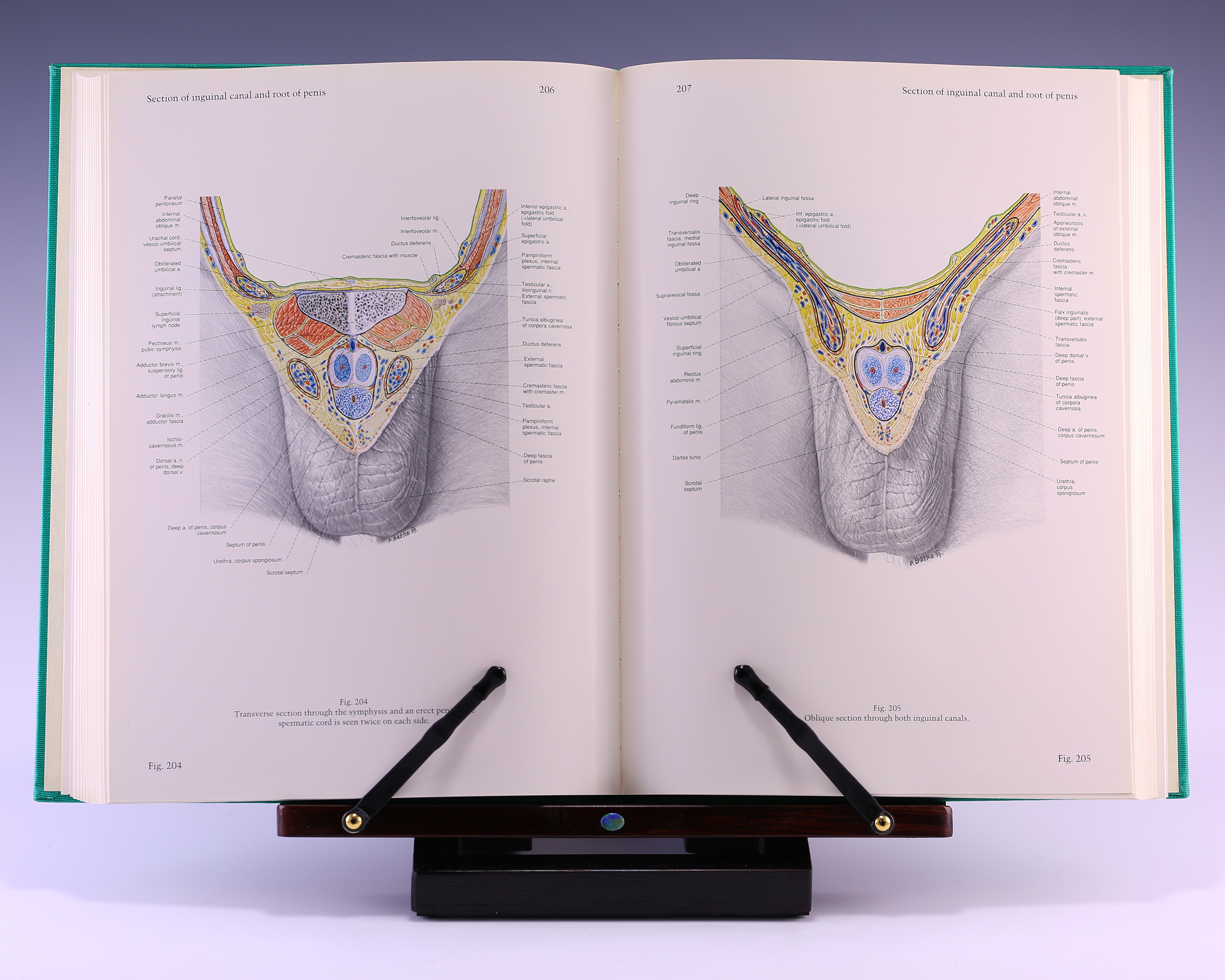 Pernkopf Anatomy: Atlas of Topographic and Applied Human
