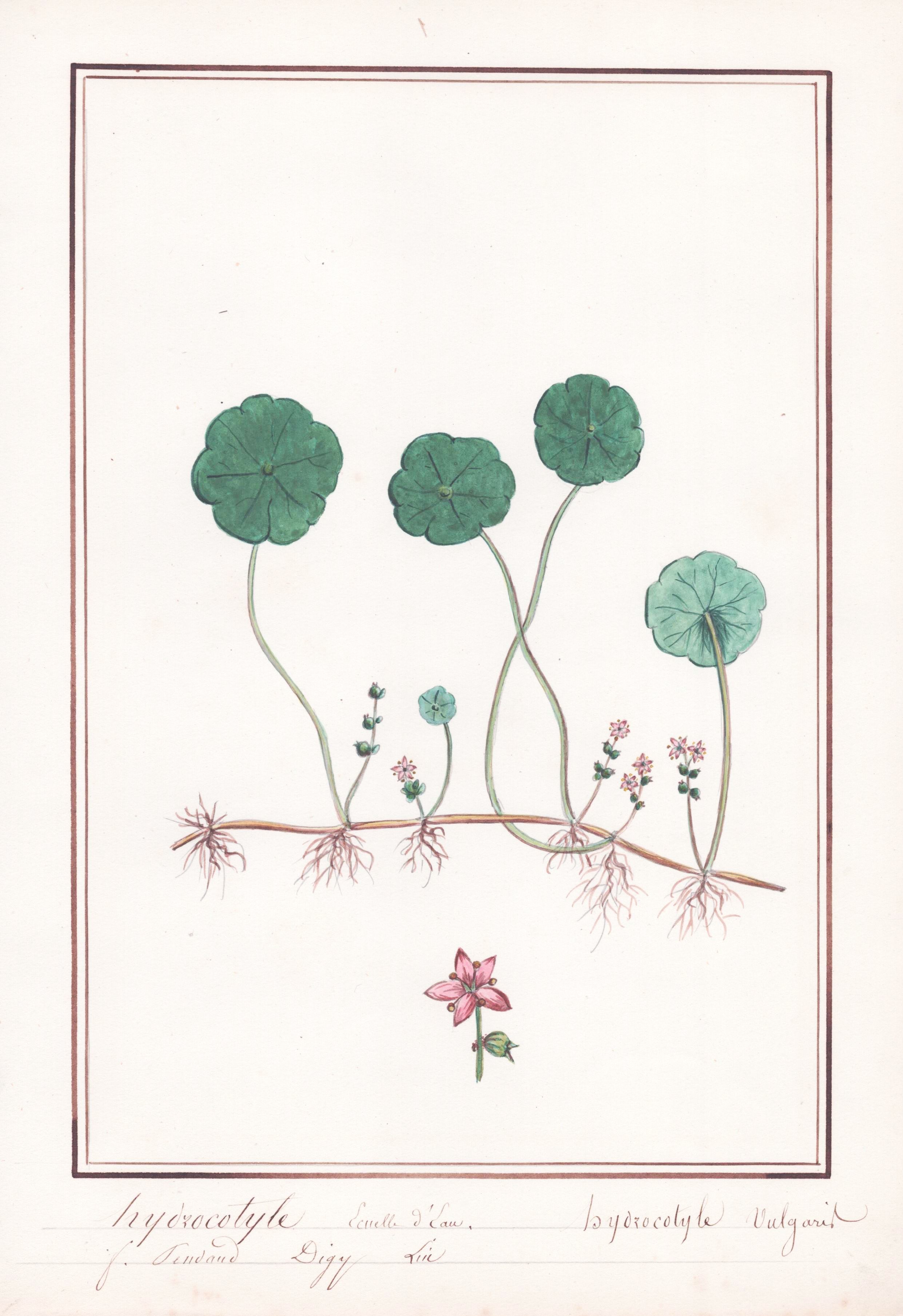 Brasilianischer Wassernabel, Hydrocotyle Leucocephala, XXL-Topf, Online