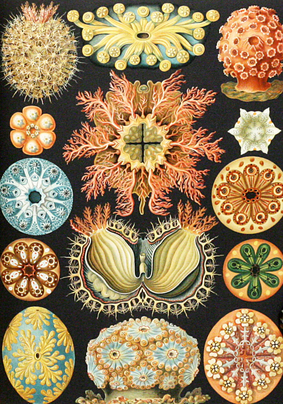 Kunstformen der Natur [Art Forms in Nature] HAECKEL, ERNST [Fine]