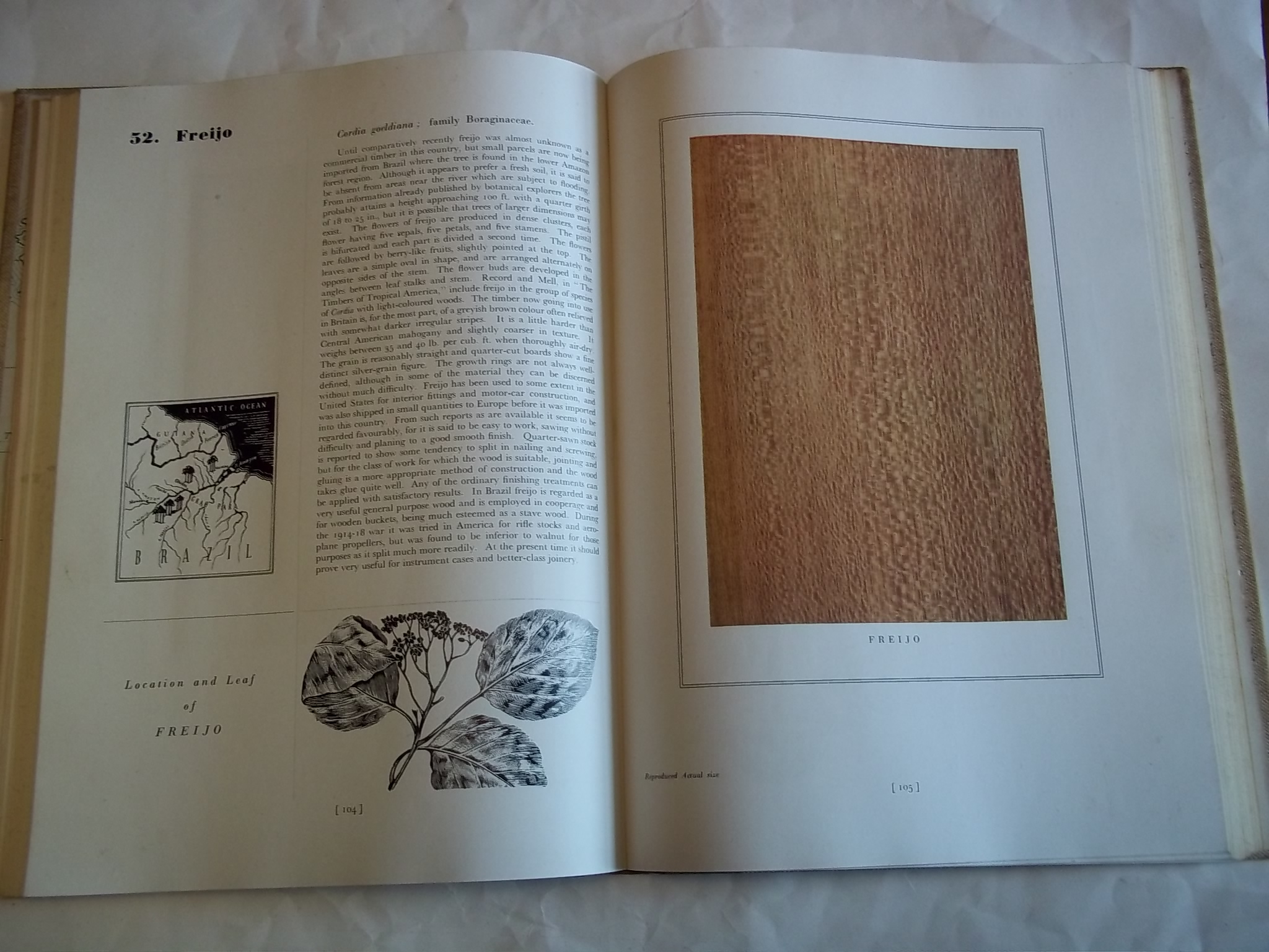 [First Edition] Wood Specimens. 100 Reproductions in Colour. Cox. H.A. [Used - Very good] [Hardcover]
