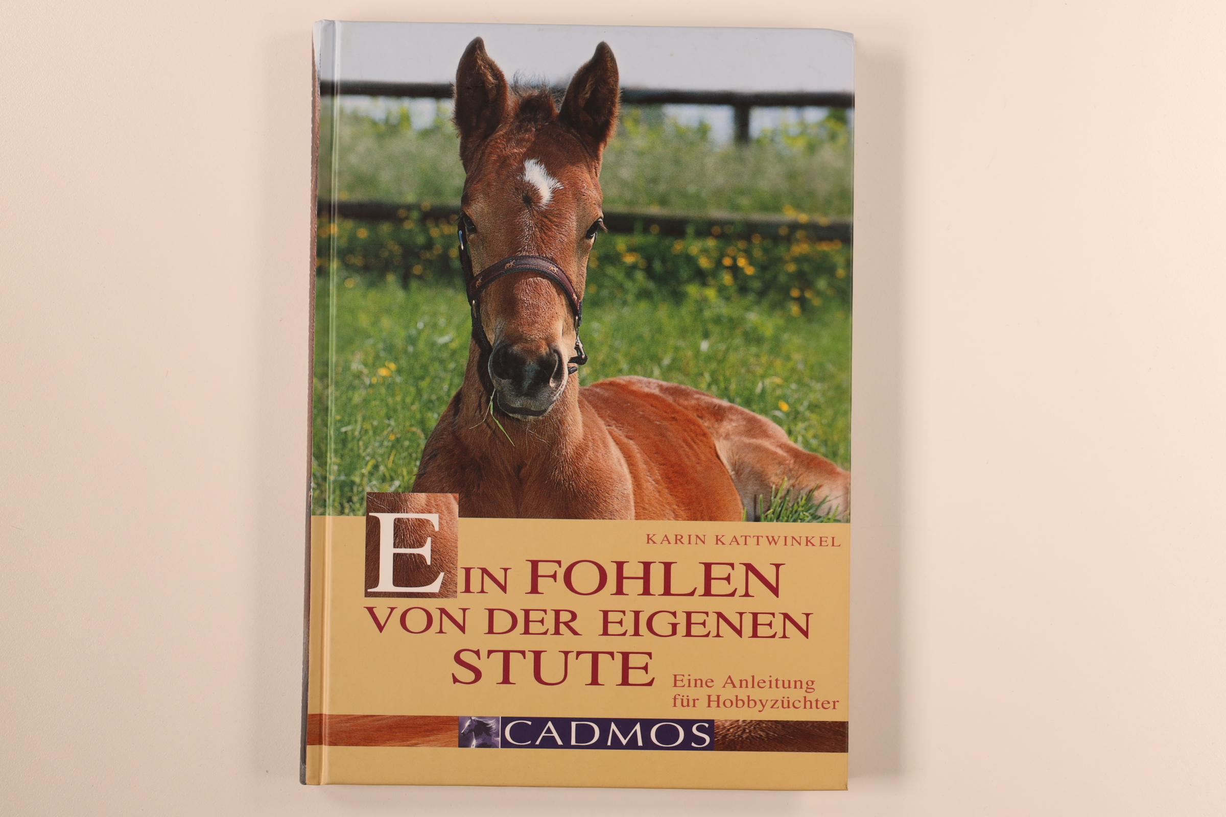 EIN FOHLEN VON DER EIGENEN STUTE. ein Handbuch für angehende Hobbyzüchter - Kattwinkel, Karin