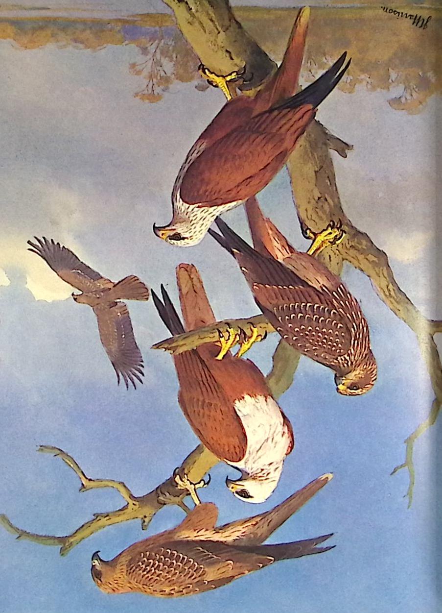 Eagles, Hawks and Falcons of the World. 2 volume set by