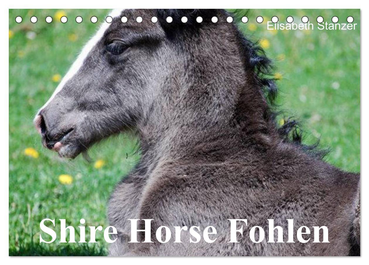 Shire Horse Fohlen (Tischkalender 2024 DIN A5 quer), CALVENDO Monatskalender - Stanzer, Elisabeth