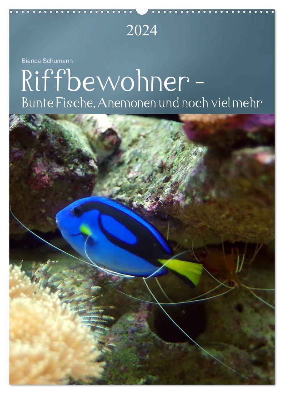 Riffbewohner - Bunte Fische, Anemonen und noch viel mehr (Wandkalender 2024 DIN A2 hoch), CALVENDO Monatskalender - Schumann, Bianca