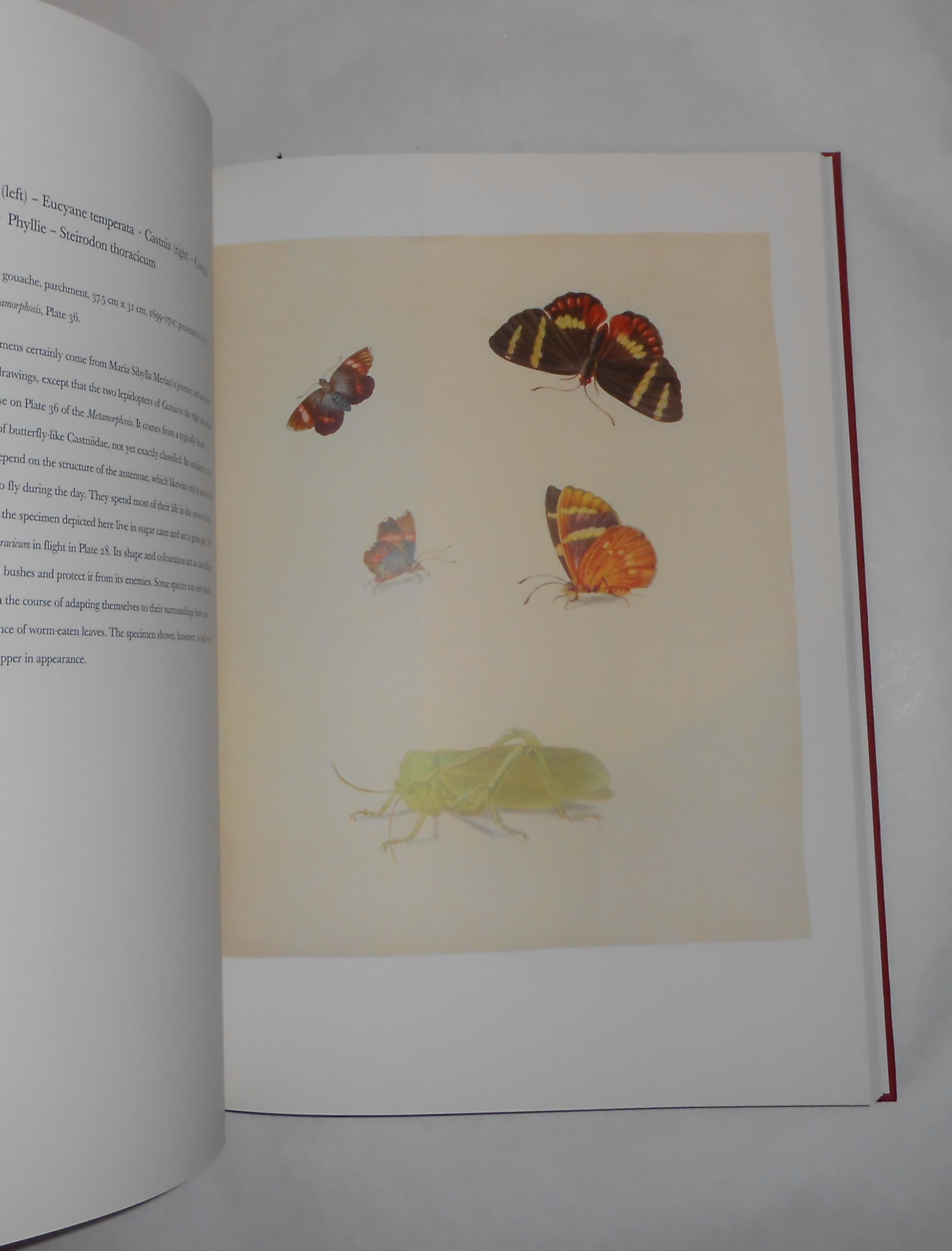 The St. Petersburg Watercolours by Merian, Maria Sibylla