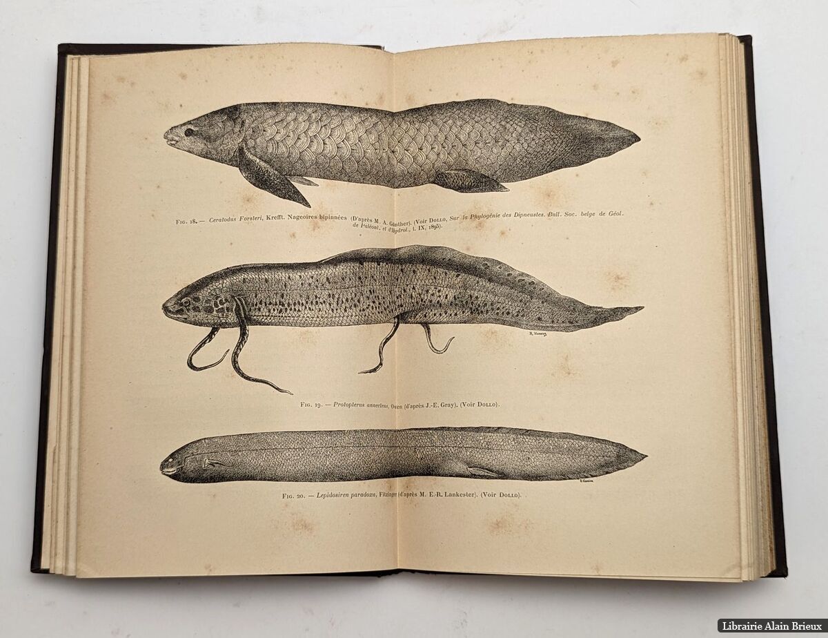 L'éVolution RéGress…