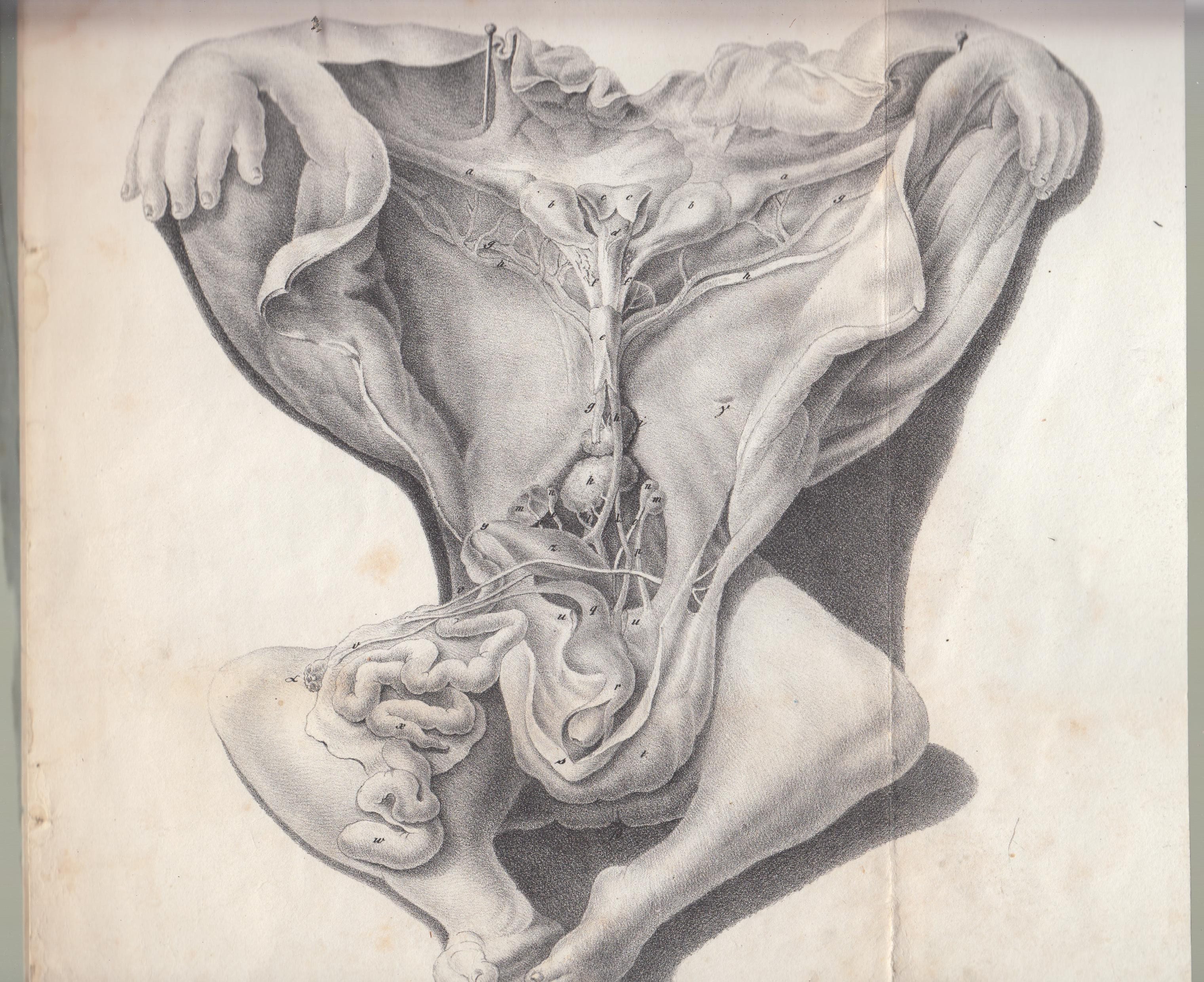 Anatomische Beschre… - image