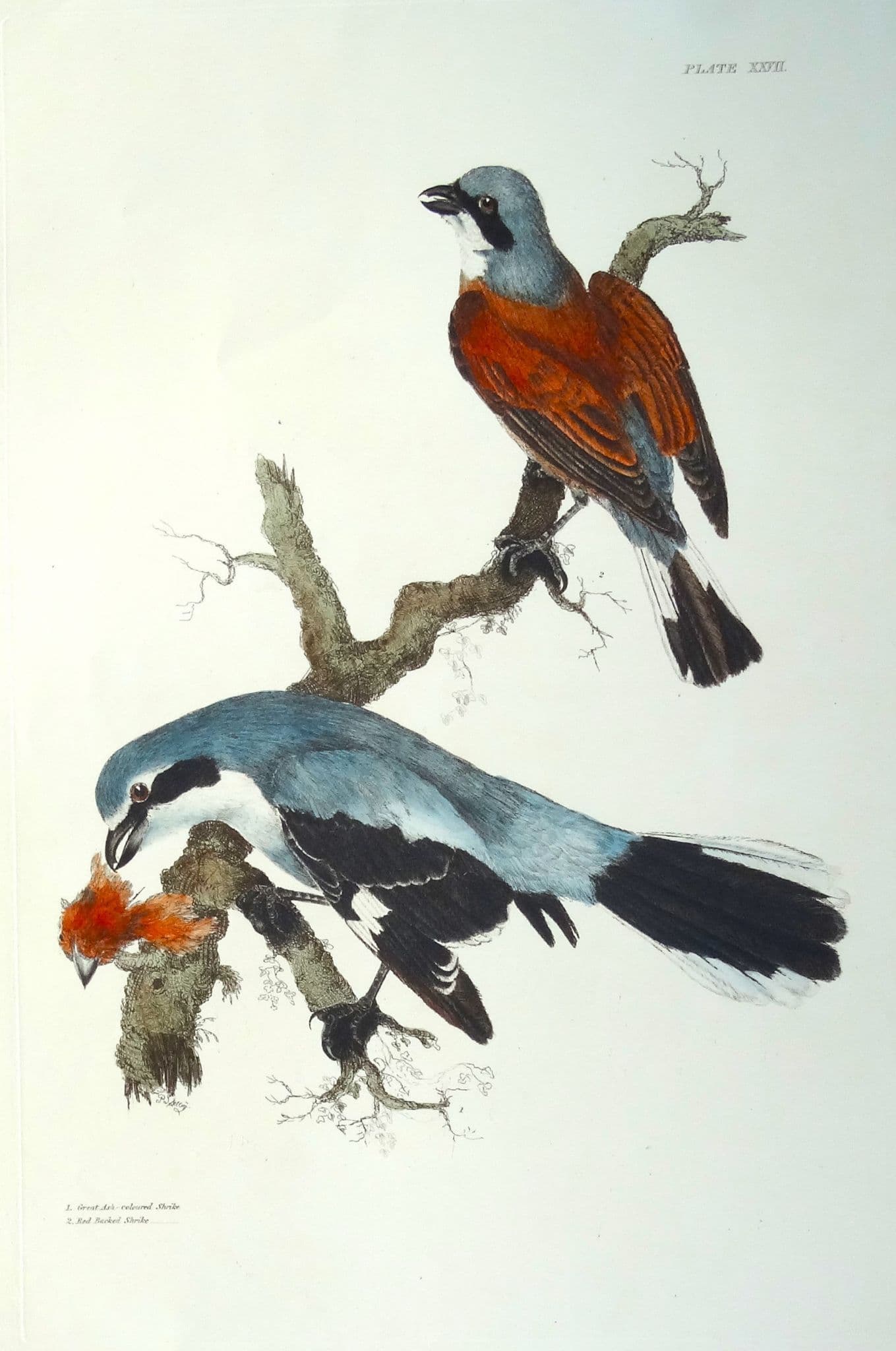 Antique Bird Print …