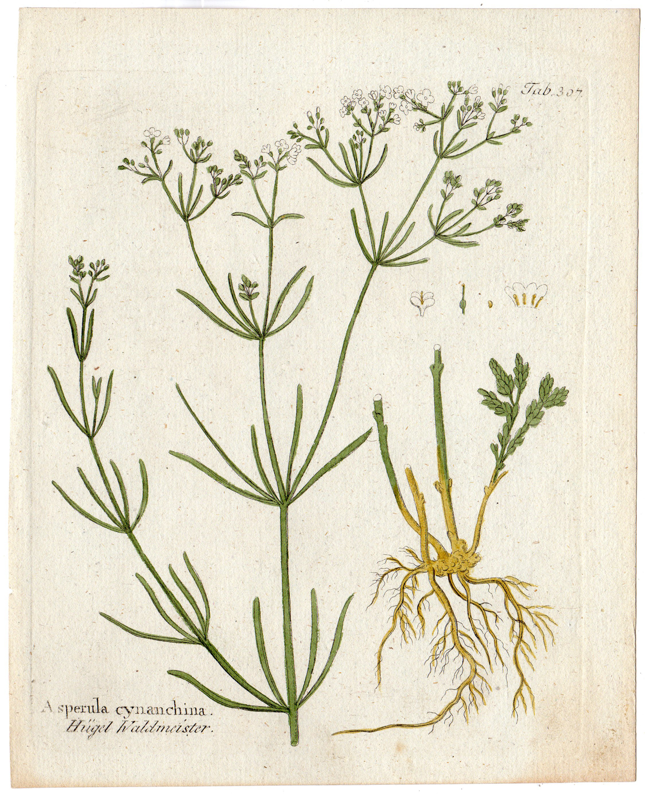 Antique Print-Plant…