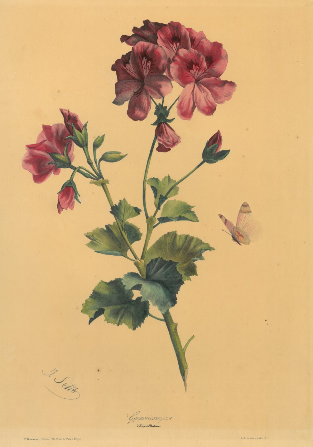 Blumen. - Geranie. …