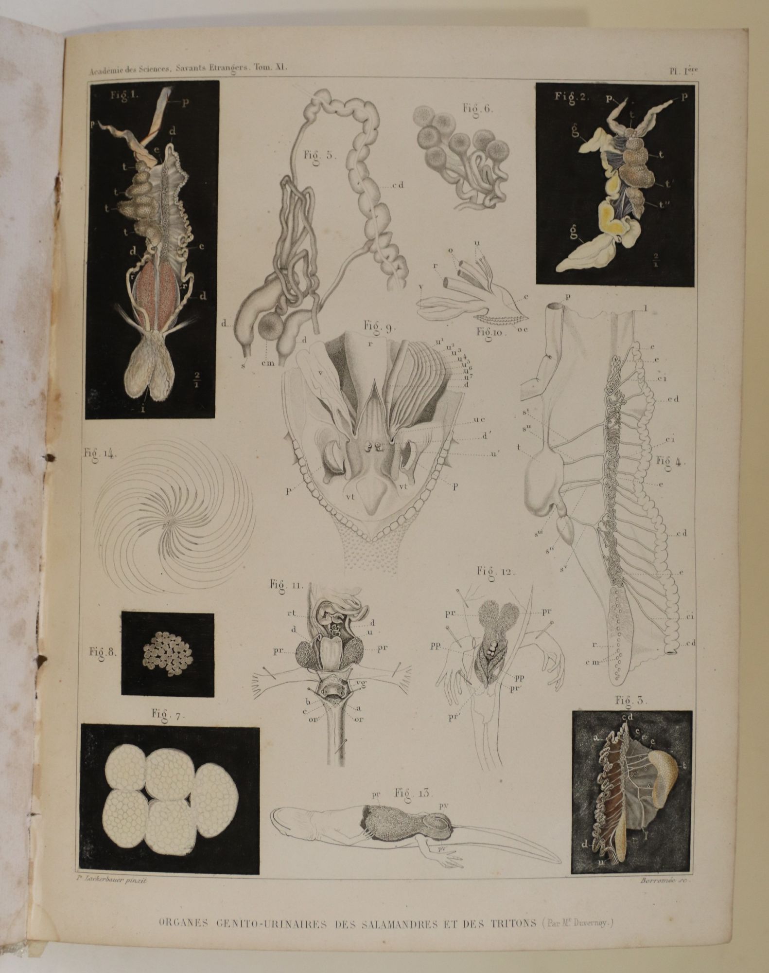 Fragments Sur Les O…