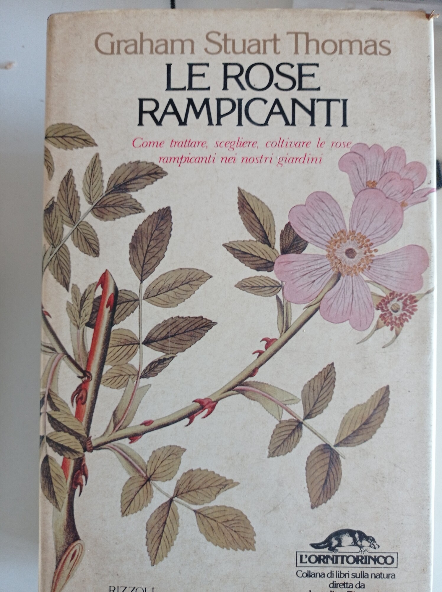 Le Rose Rampicanti …