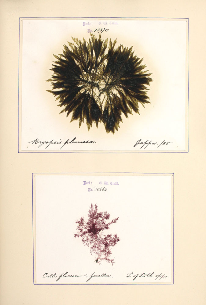 A Monograph Of The …