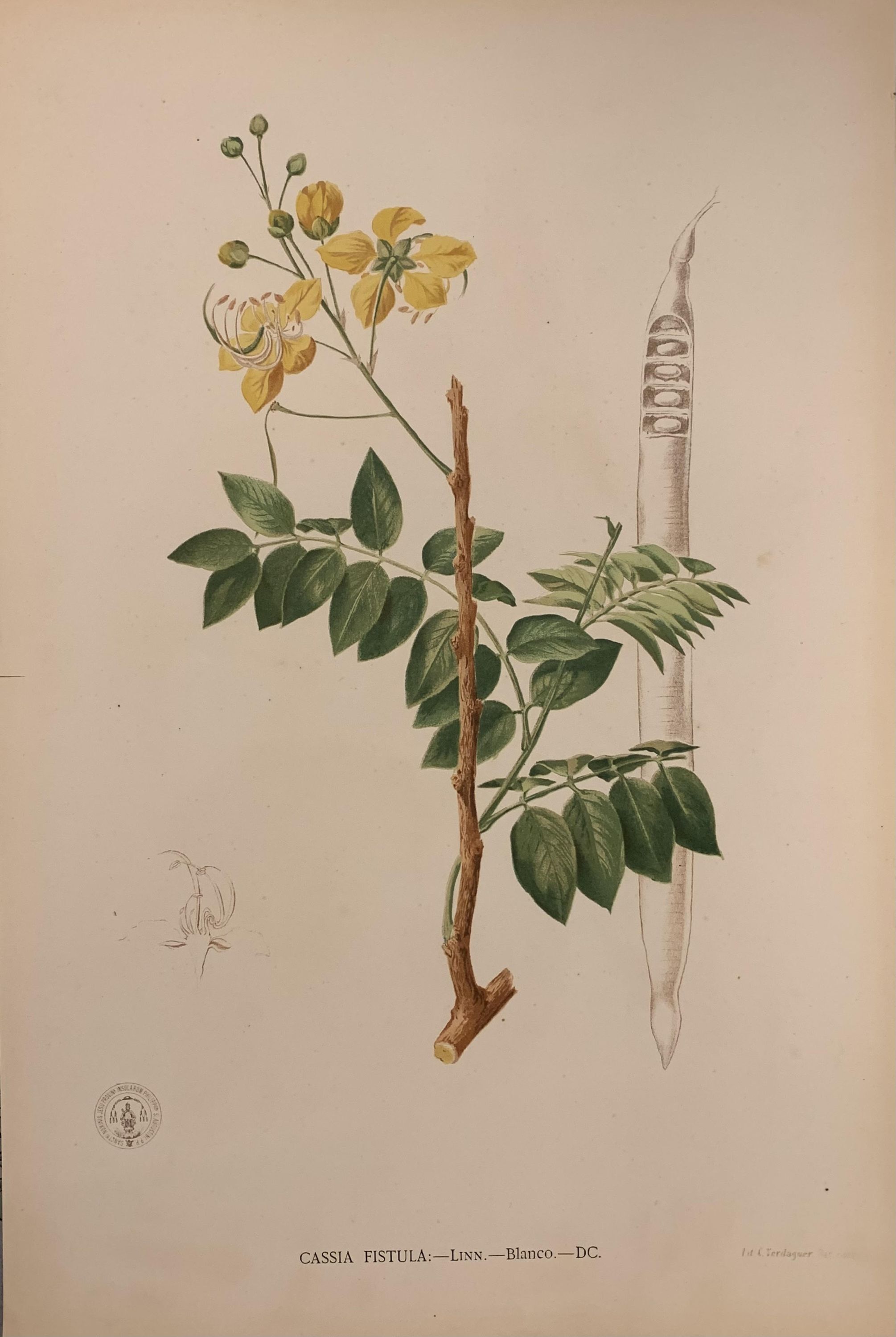 Cassia Fistula Blan…