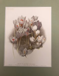 Group Of Autumn CRO… - image