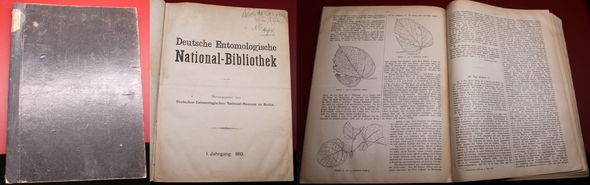 Deutsche Entomologi…