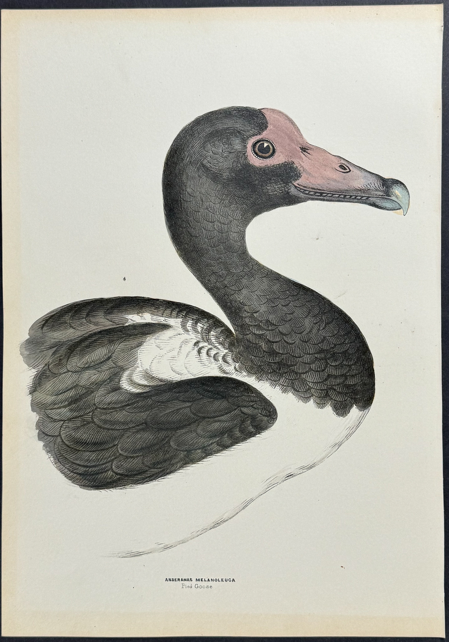 Pied Goose Silveste…