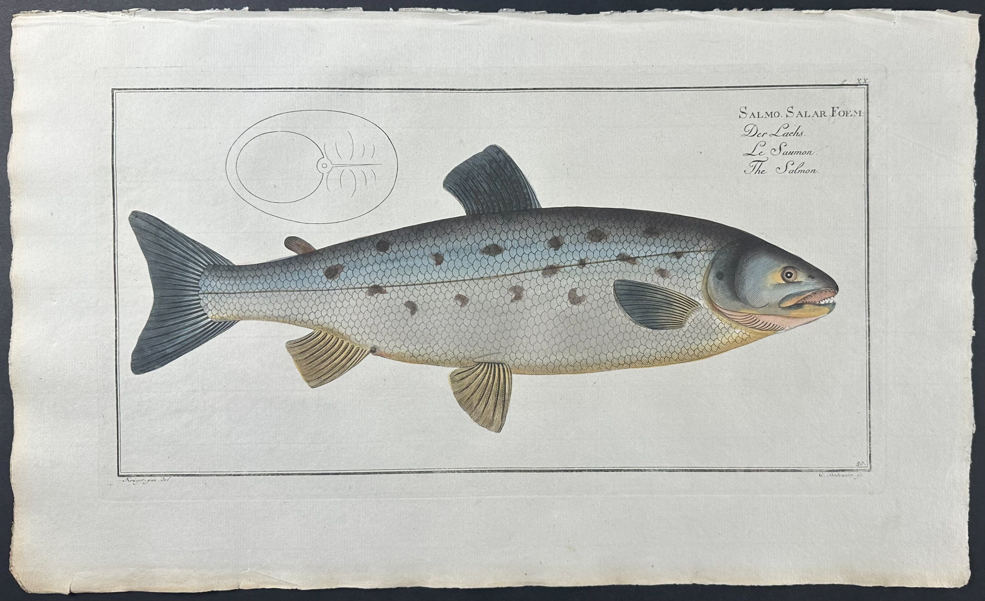 Salmon - Salmo Salar Marcus Elieser Bloch Antique Print,Fish,Sea Life