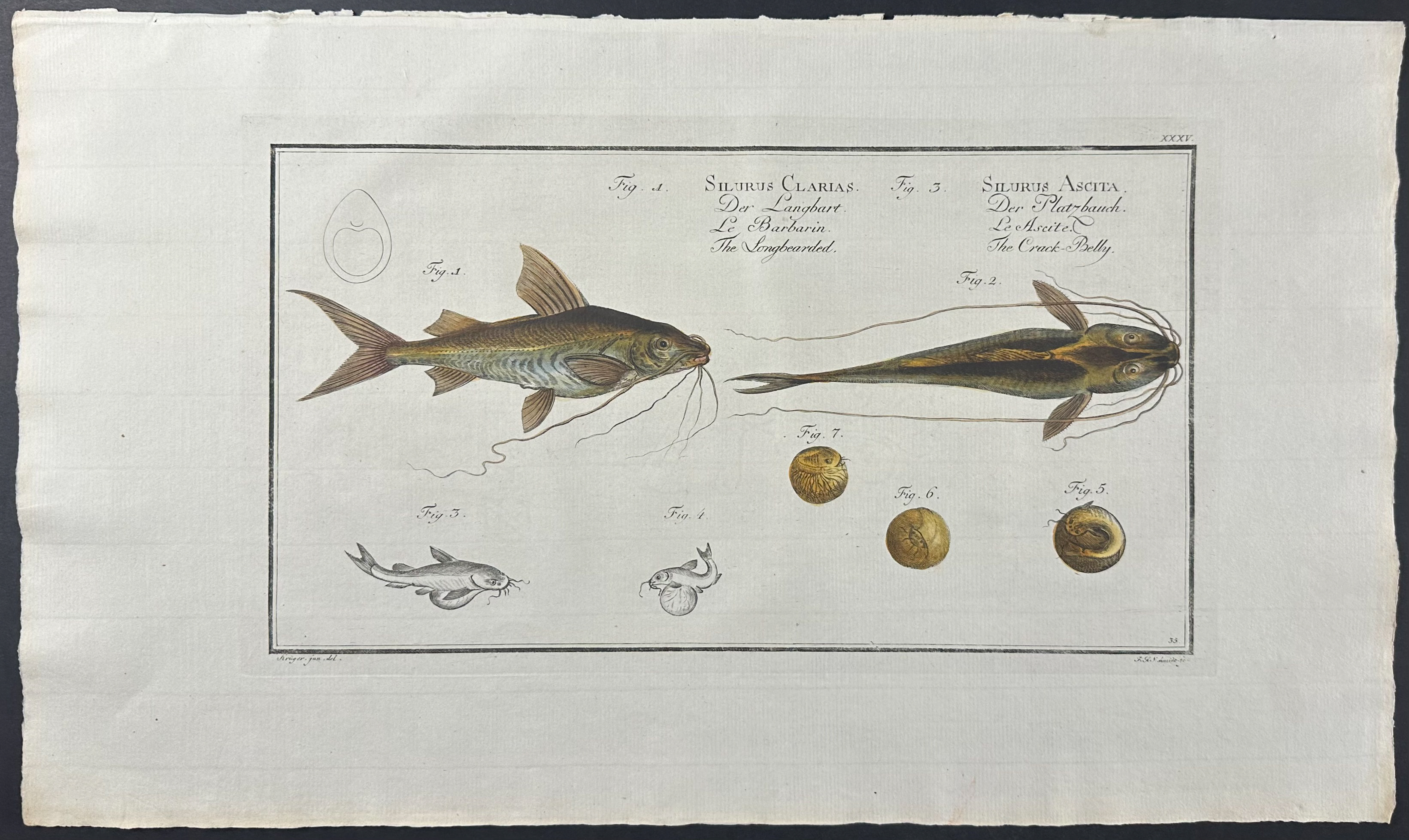 Fish - Silurus Clar…