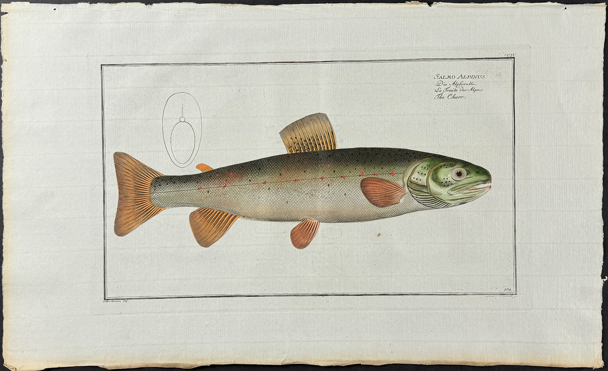 Fish - Salmo Alpinu…