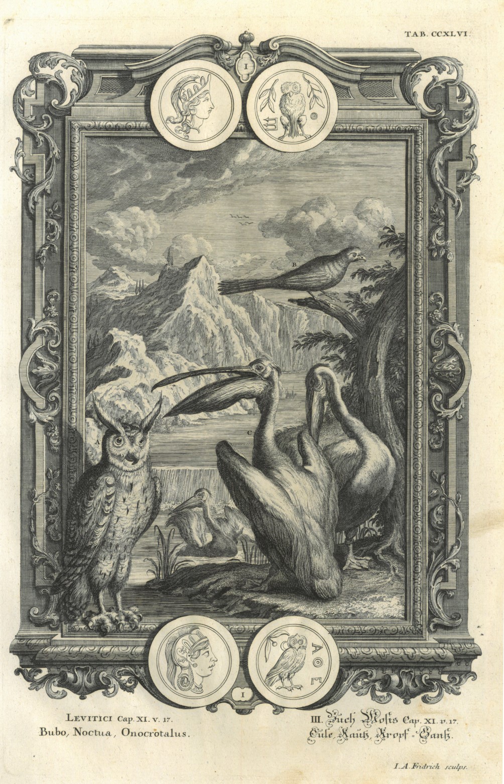 VÖGel. - Eule. "Eul…