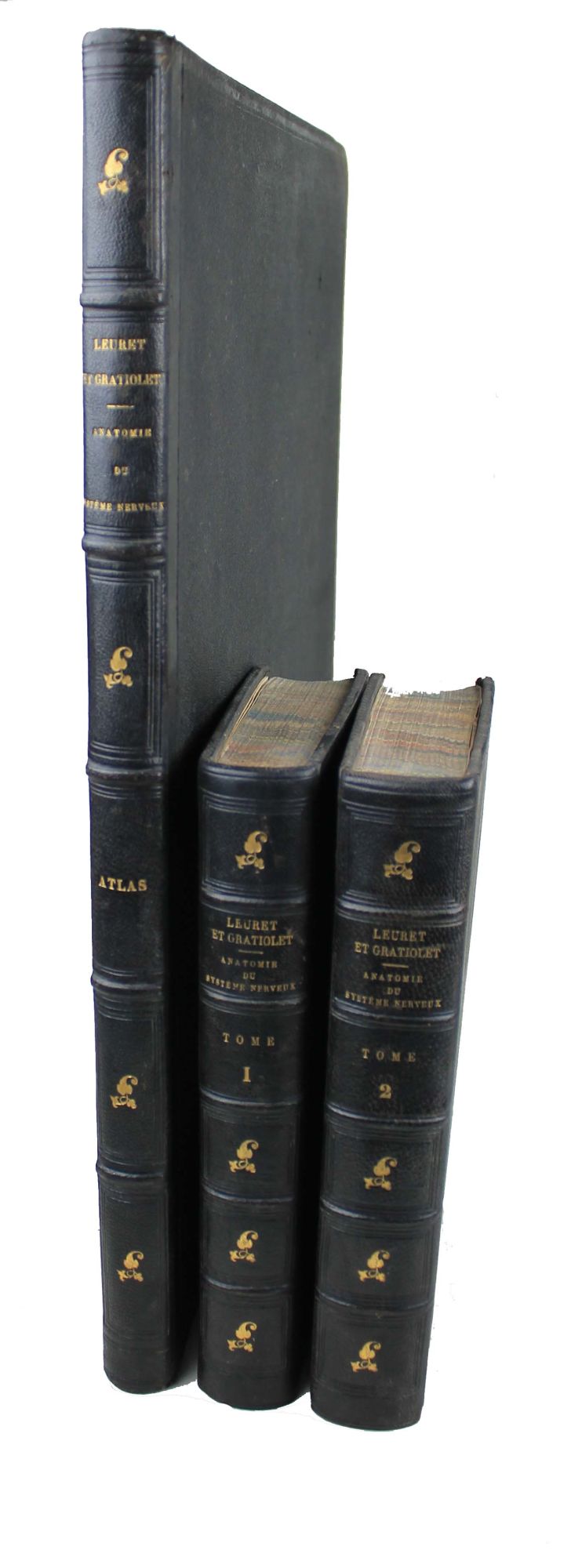 Anatomie ComparéE D…