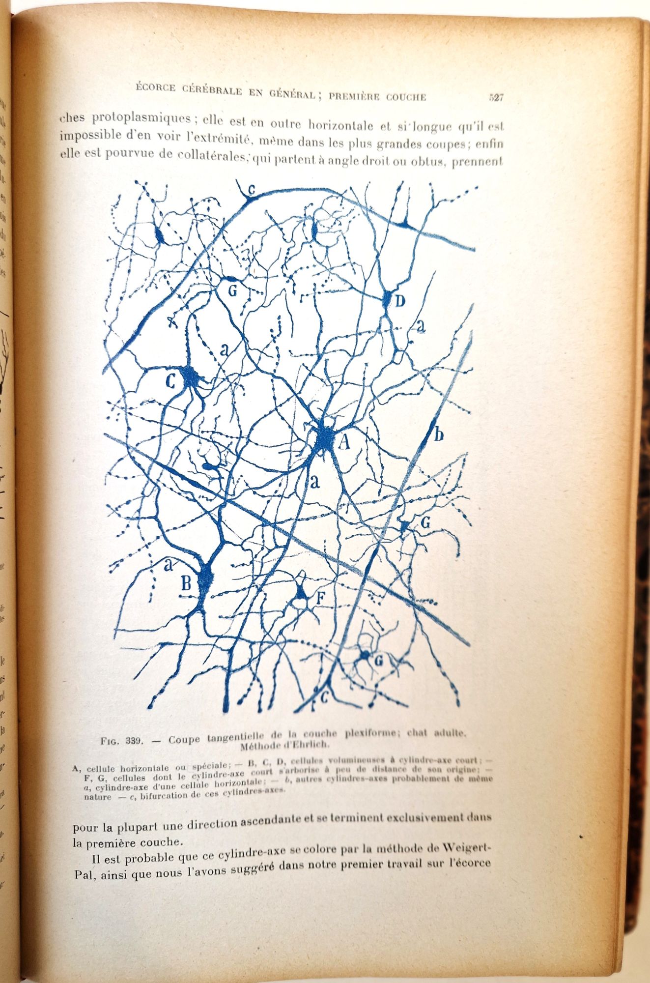 Histologie Du Systè…