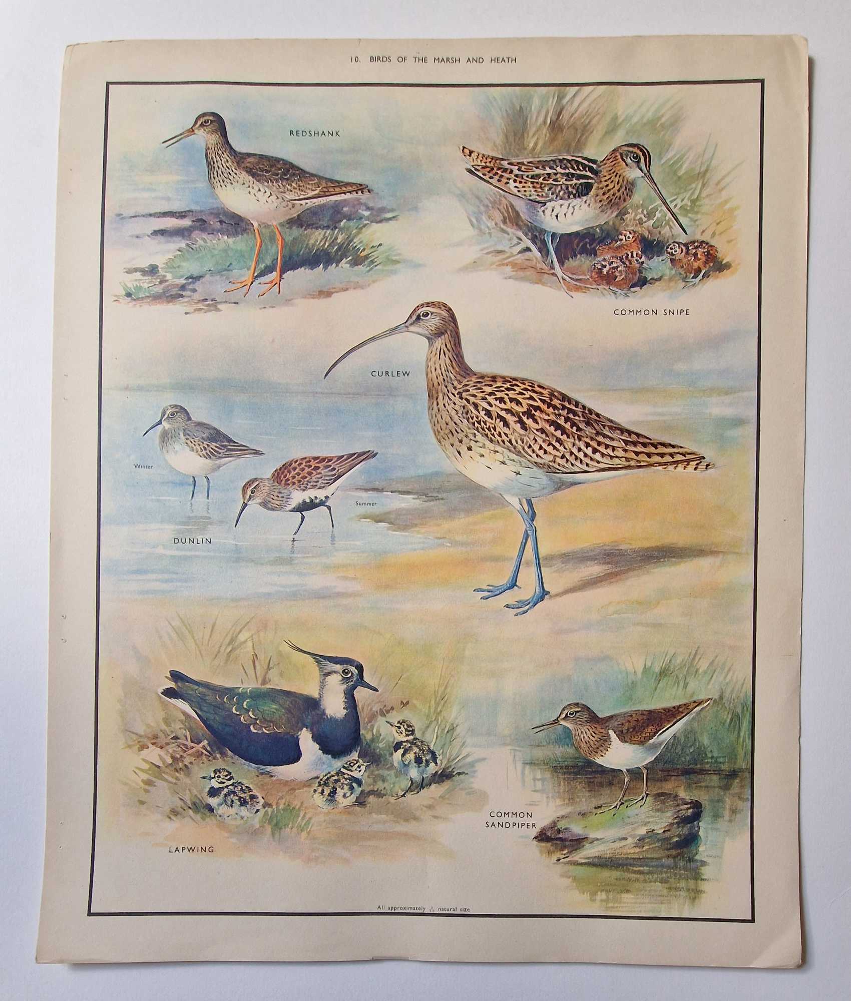 Birds of Marsh and Heath - Vintage 1950s School Poster Roland Green [Assez bon] [Couverture souple]